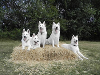 Coralie,Keona,Dash,Davinia,Merlin